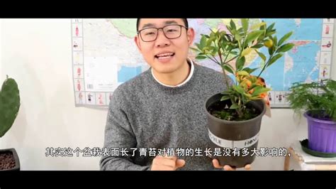 青苔怎么养 腳對窗戶化解